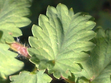 Sanguisorba minor (Rosaceae)